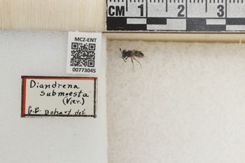 Media type: image;   Entomology 773045 Aspect: Labels